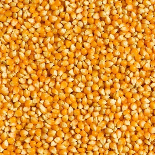 Conventional Corn Whole - Morrisons Custom Feed