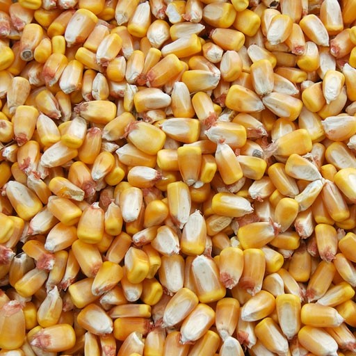 Całe ziarno kukurydzy
