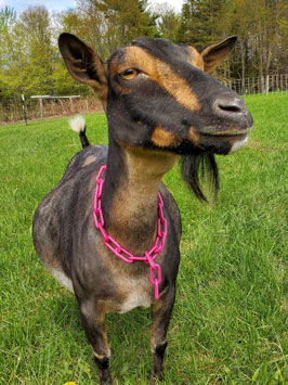 smiling goat